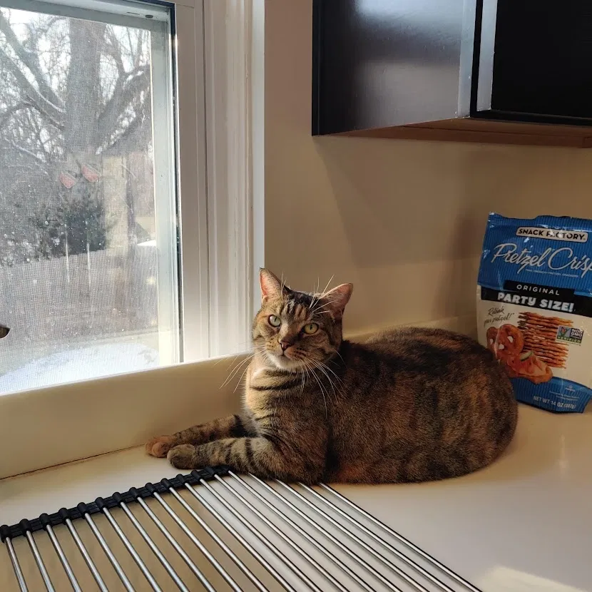 Lost cat in Cincinnati, OH, 45212
