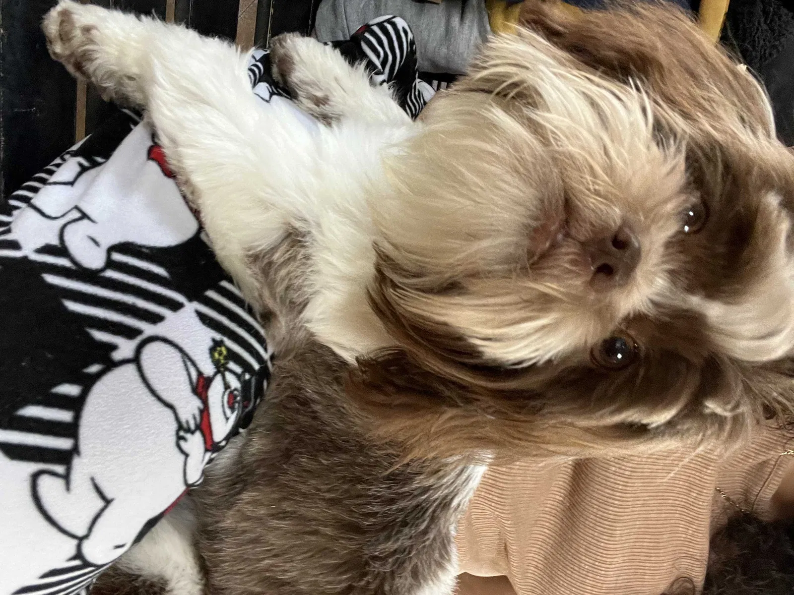 Lost dog in Fairmont, NC, 28340