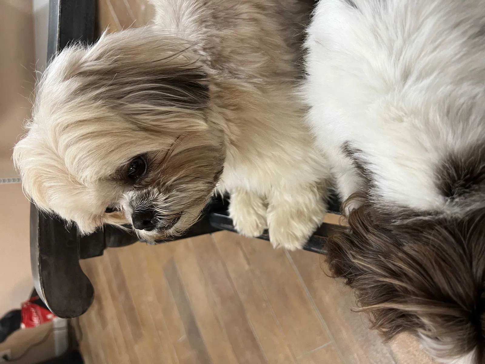 Lost dog in Fairmont, NC, 28340