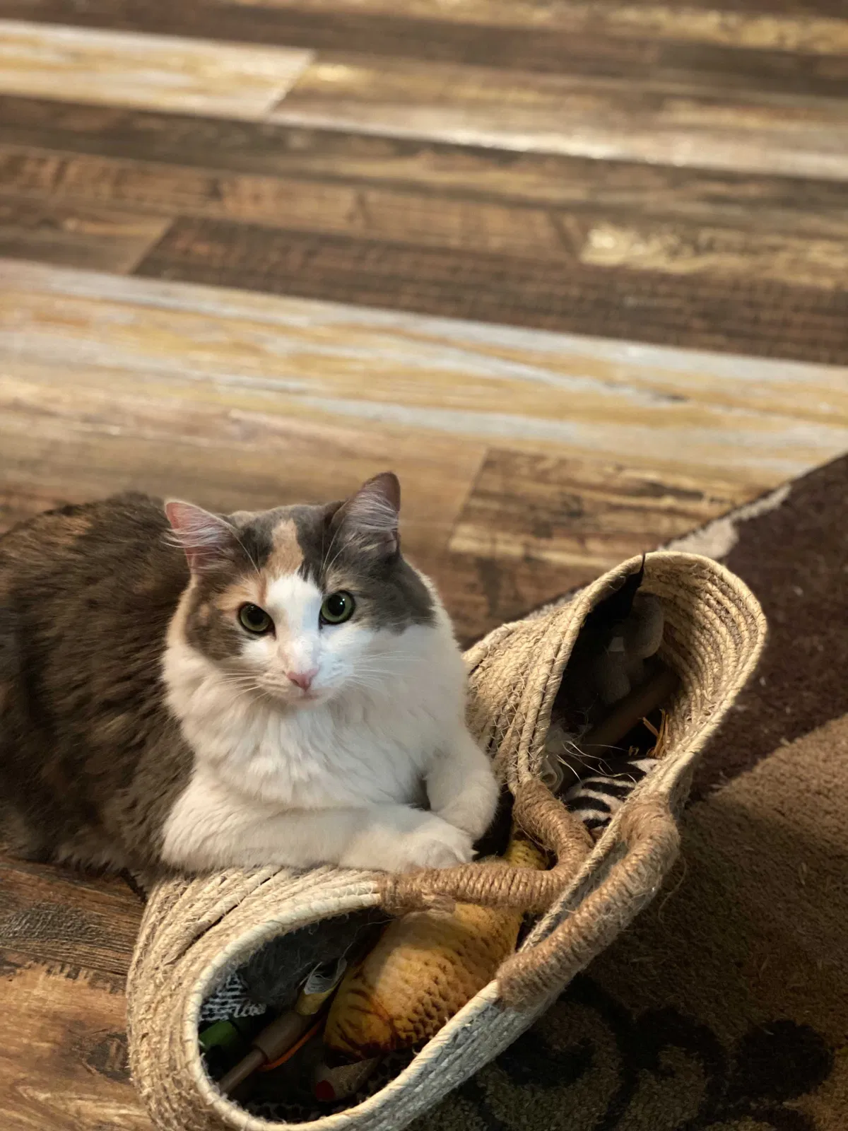 Lost cat in Eugene, OR, 97404