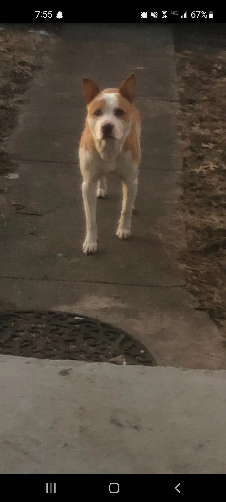 Found dog in Terre Haute, IN, 47802