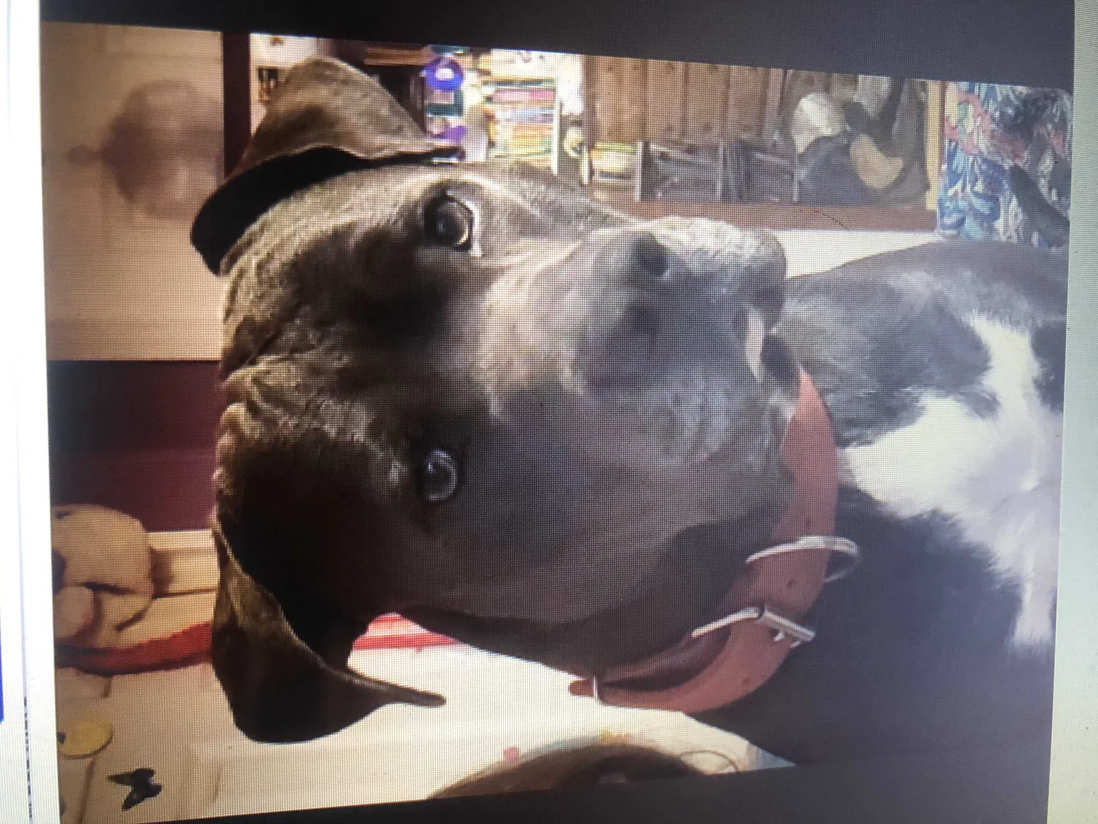 Lost dog in Ranger, GA, 30734