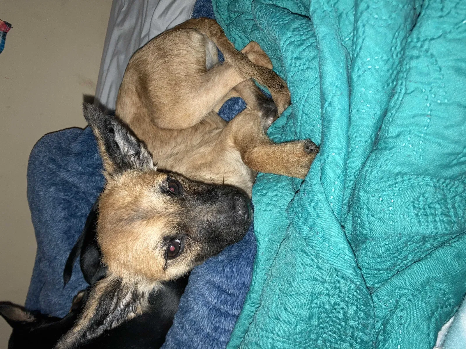 Lost dog in Fort Lauderdale, FL, 33319