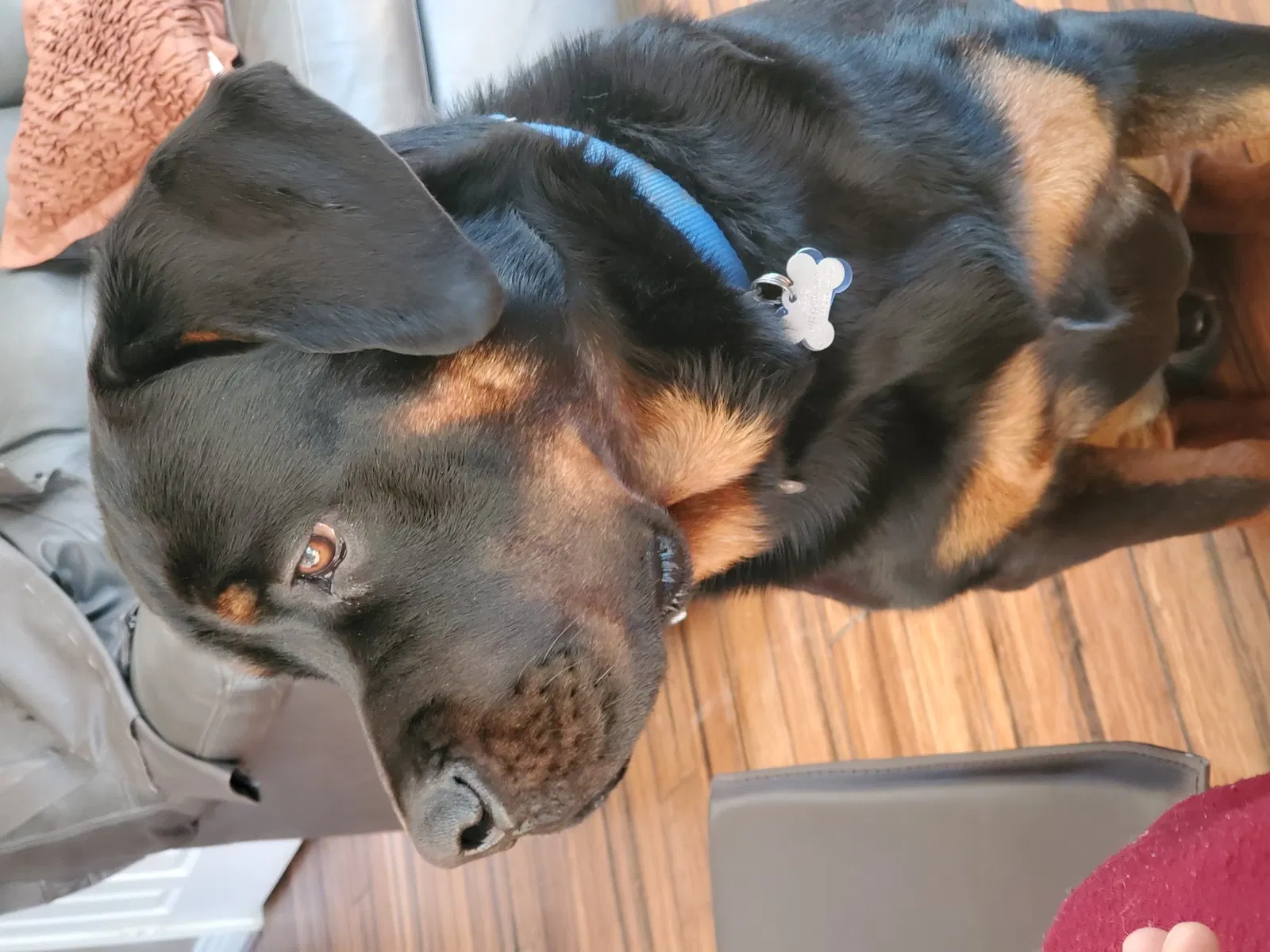 Lost dog in Upper Marlboro, MD, 20774