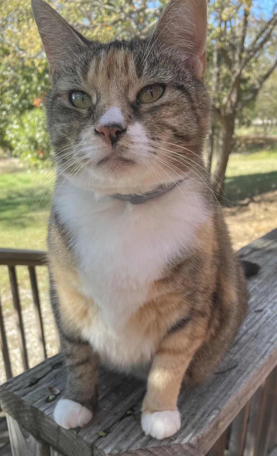 Lost cat in Flower Mound, TX, 75022