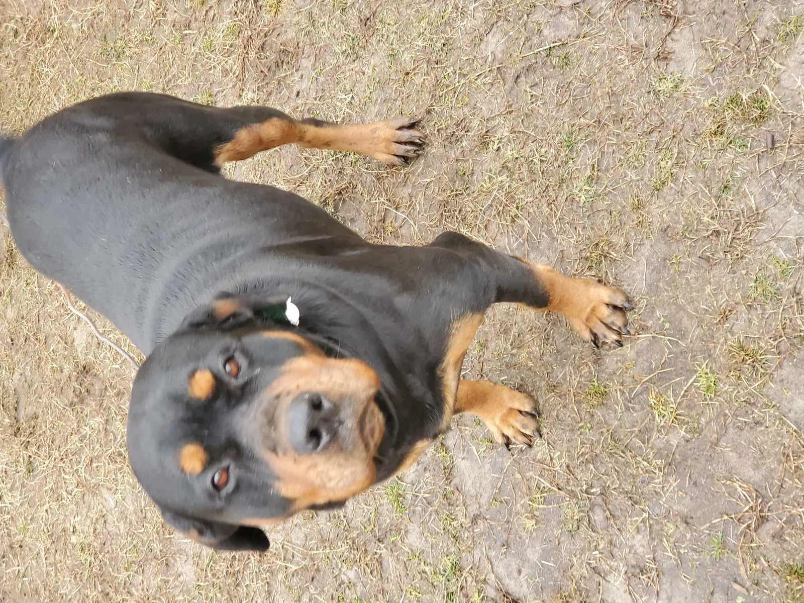 Lost dog in Upper Marlboro, MD, 20774