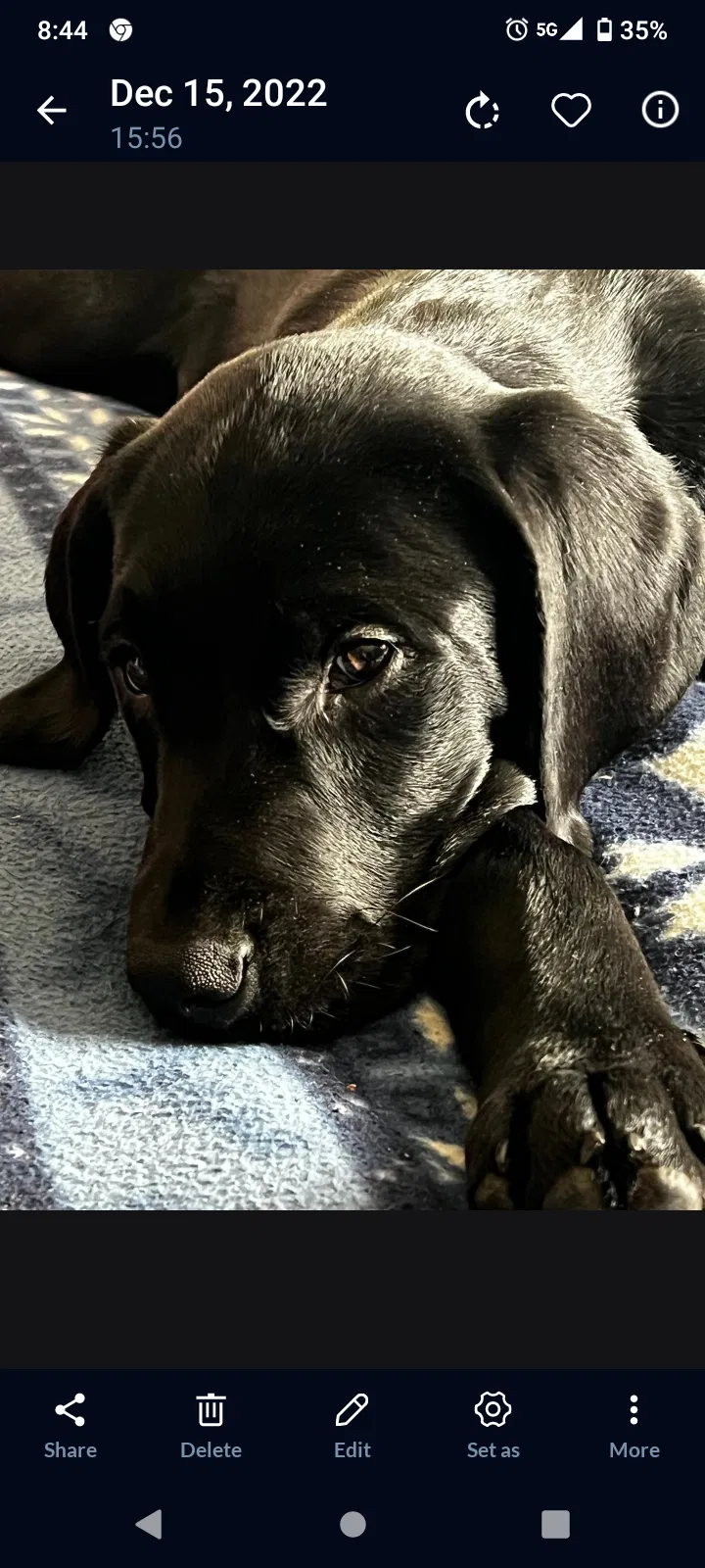 Lost dog in Nampa, ID, 83687