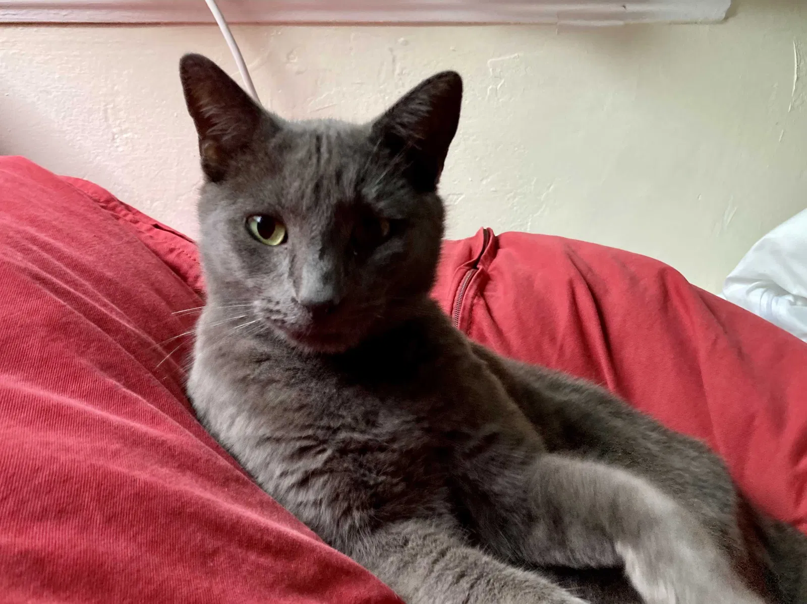Lost cat in San Diego, CA, 92104