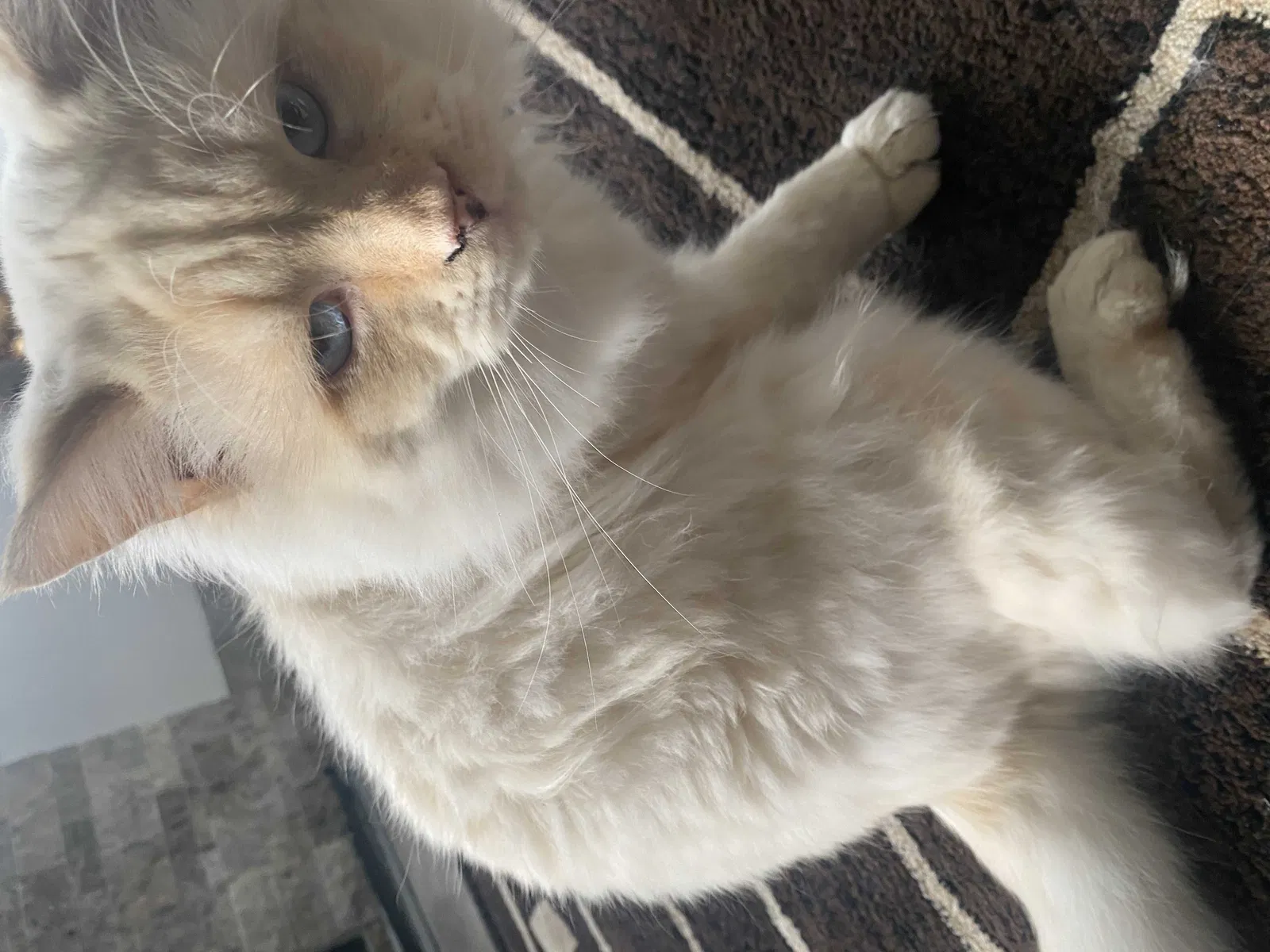 Lost cat in Fort Mill, SC, 29715