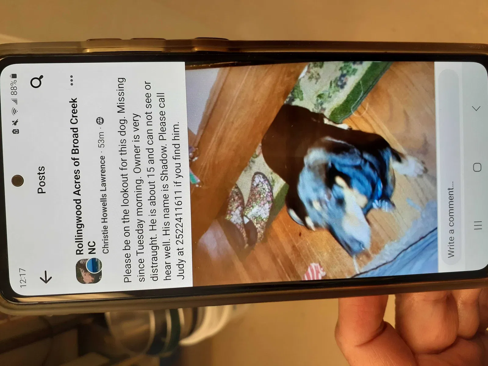 Lost dog in Newport, NC, 28570