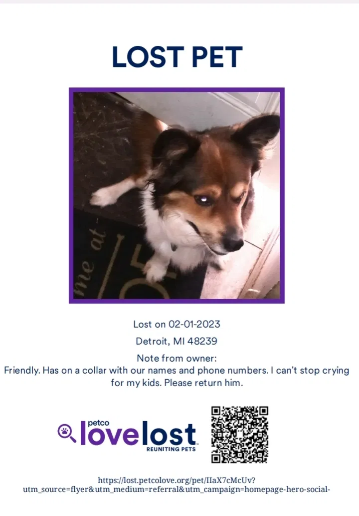 Lost dog in Redford, MI, 48239