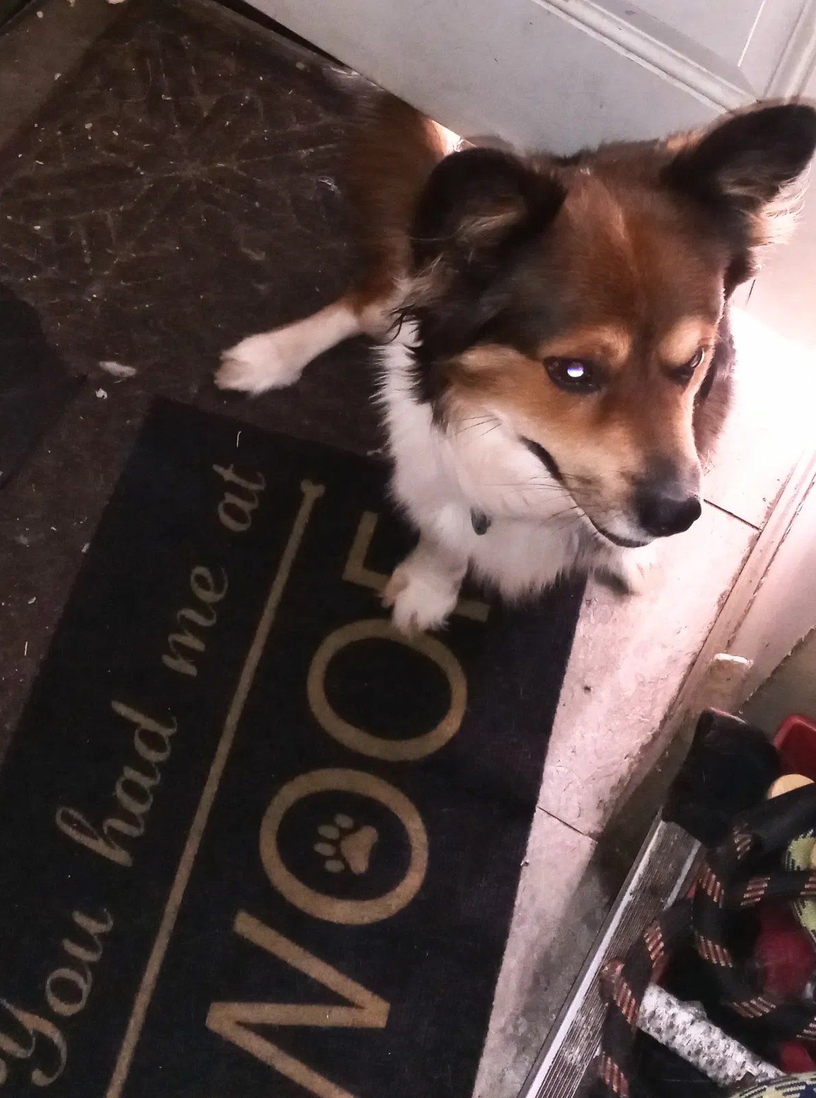 Lost dog in Redford, MI, 48239