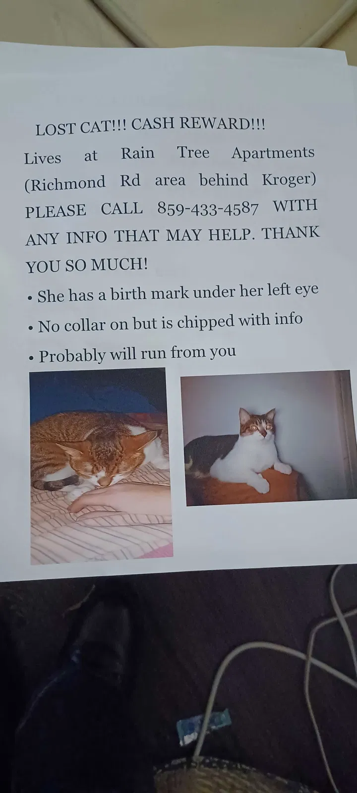 Lost cat in Lexington, KY, 40509