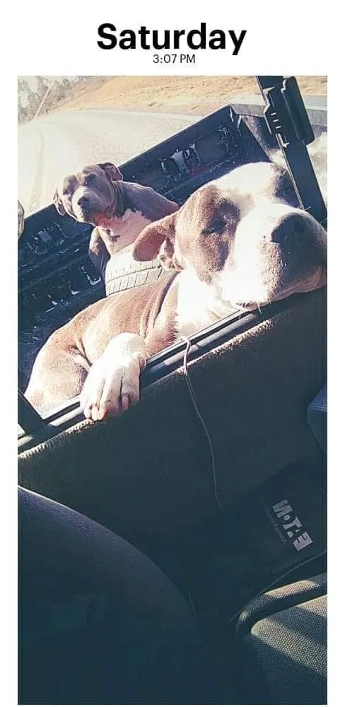 Lost dog in Foxworth, MS, 39483