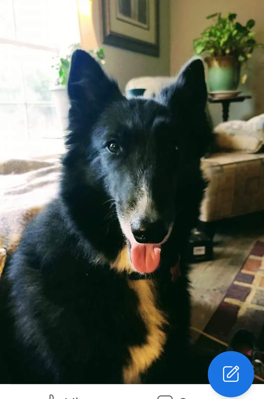 Lost dog in Paisley, FL, 32767