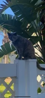 Lost cat in New Port Richey, FL, 34655