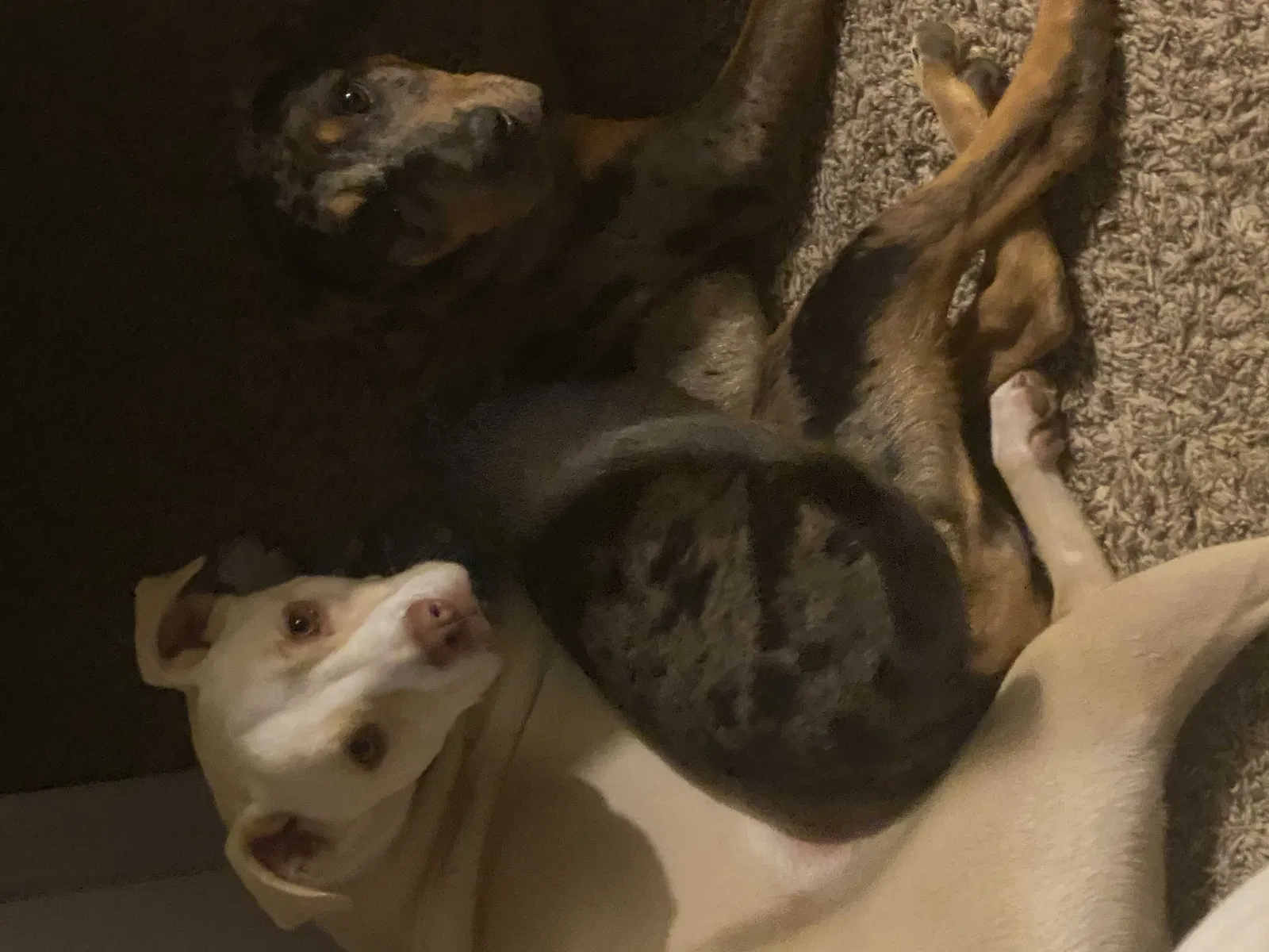 Lost dog in San Antonio, TX, 78233