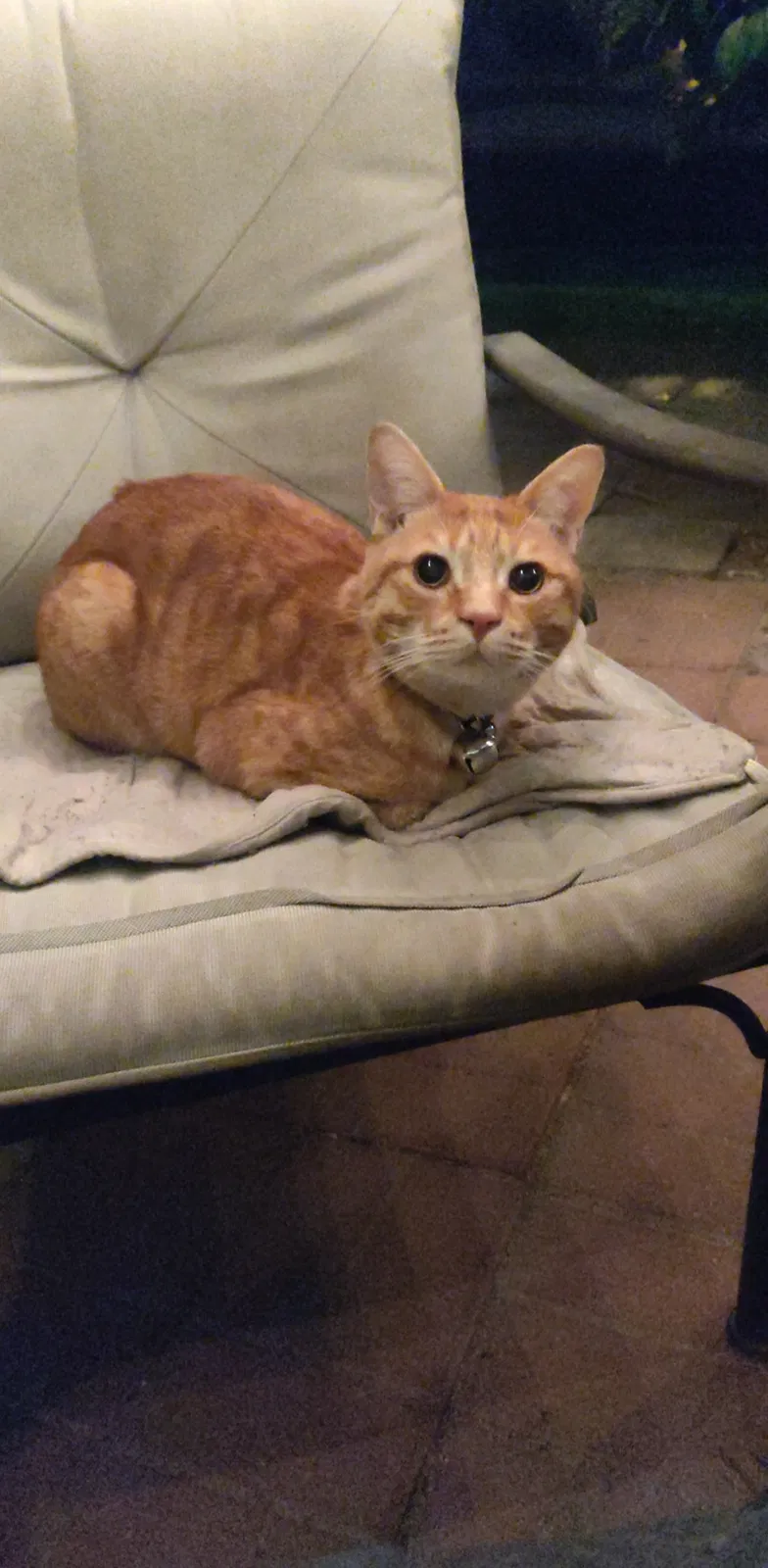 Lost cat in Palm Desert, CA, 92211