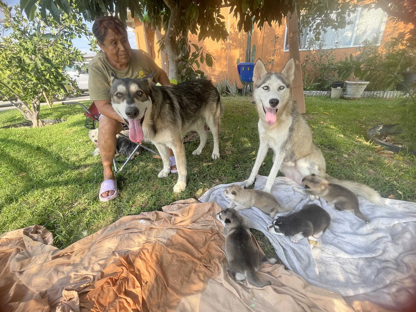 Lost dog in Rialto, CA, 92376
