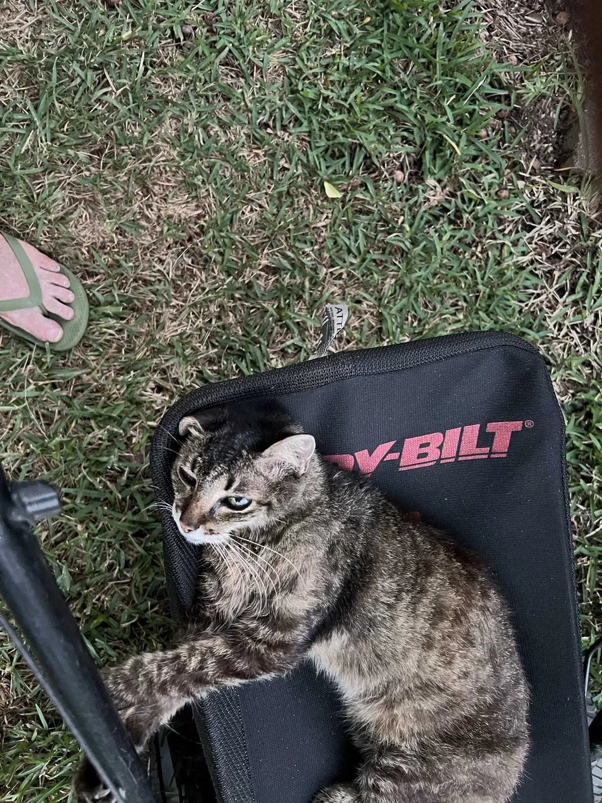 Lost cat in Deer Park, TX, 77536