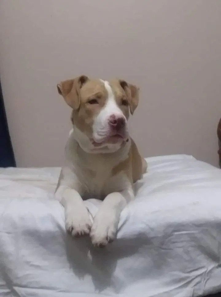 Lost dog in Clarksville, TN, 37040