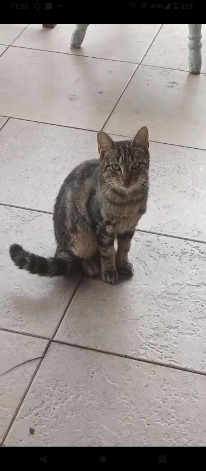 Lost cat in Gibsonton, FL, 33534