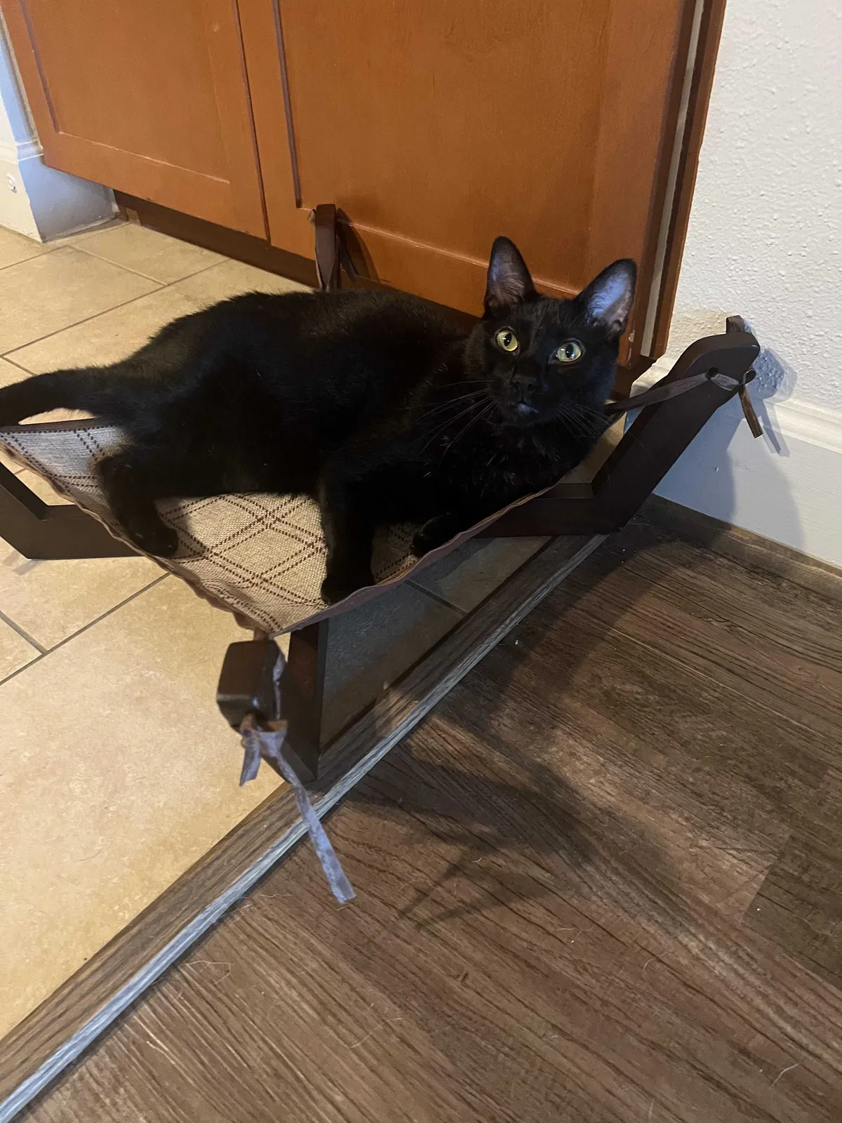 Lost cat in Houston, TX, 77081