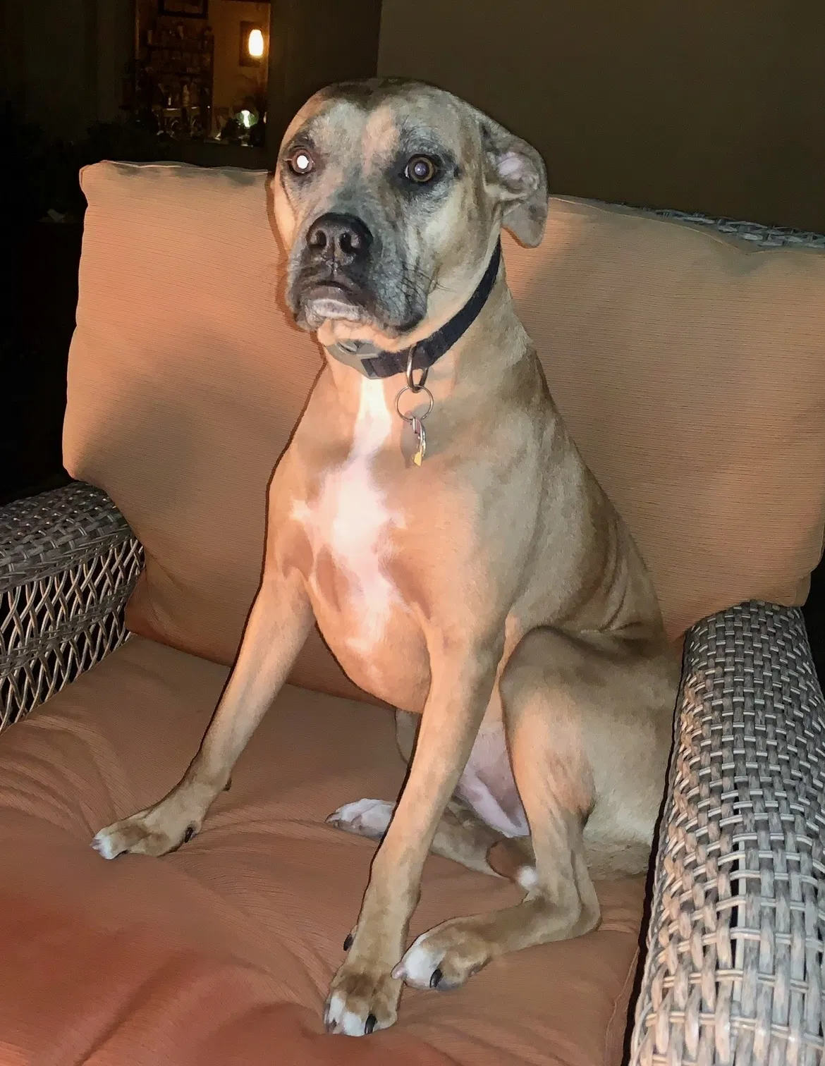 Lost dog in San Antonio, TX, 78247