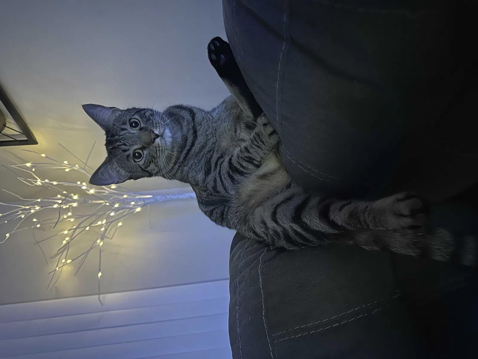 Lost cat in Rockledge, FL, 32955