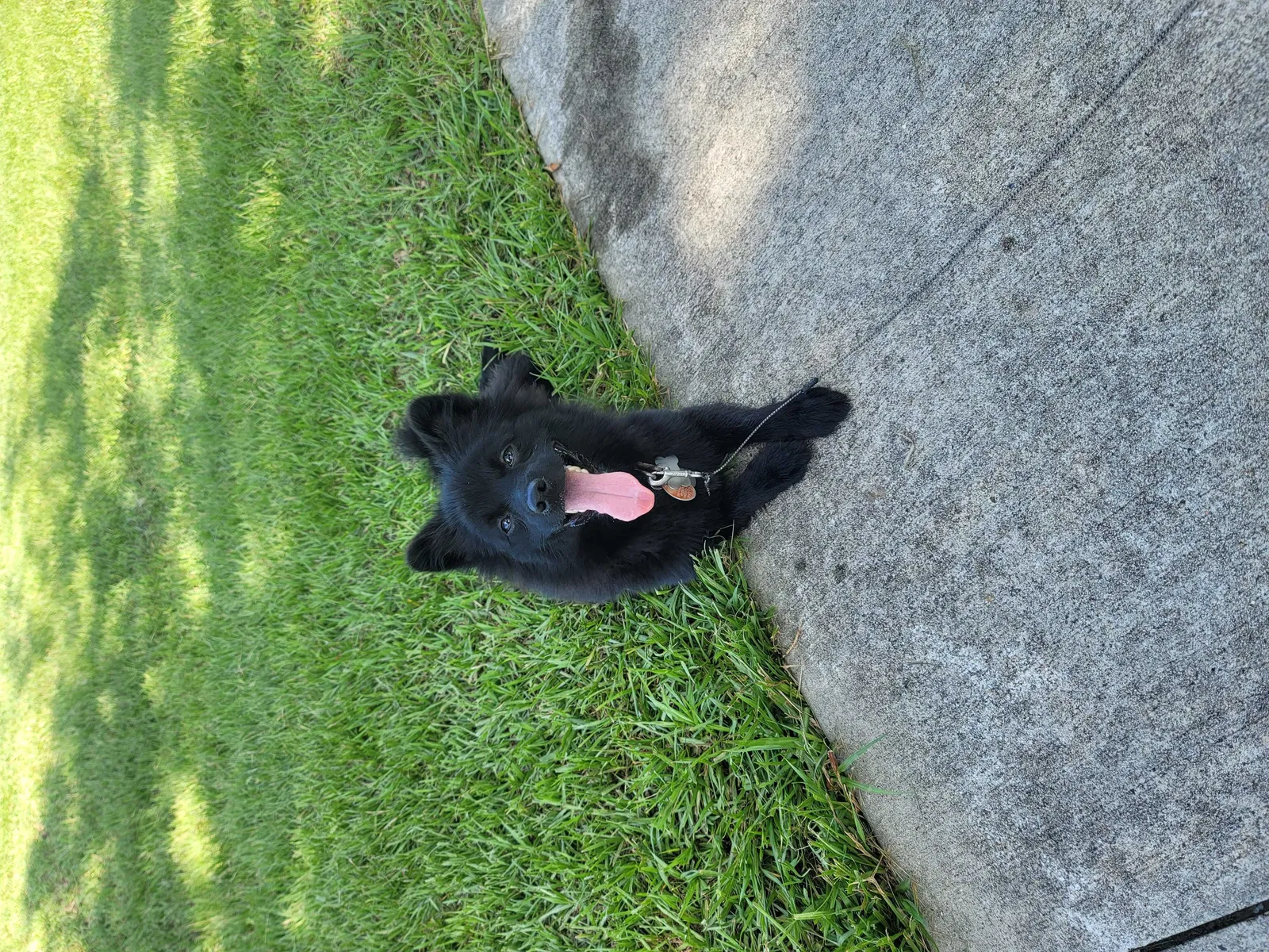 Lost dog in Houston, TX, 77015