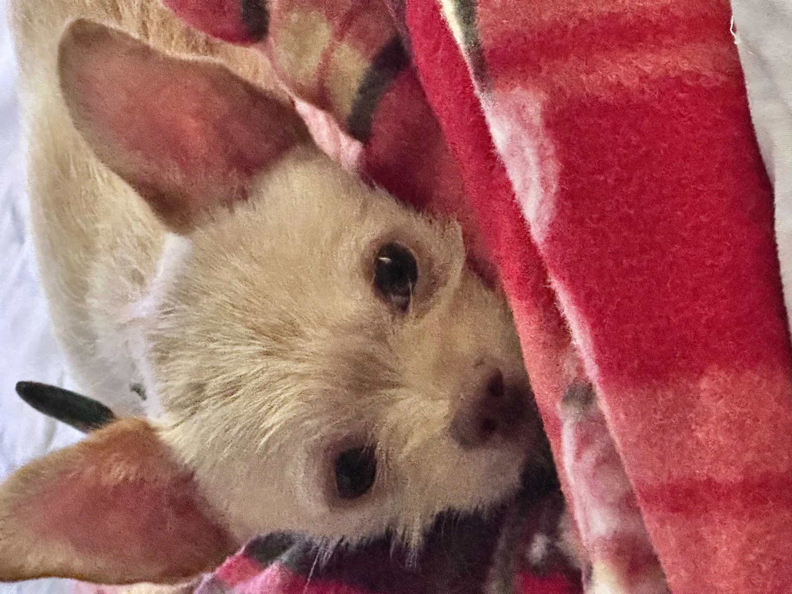 Lost dog in Sacramento, CA, 95838