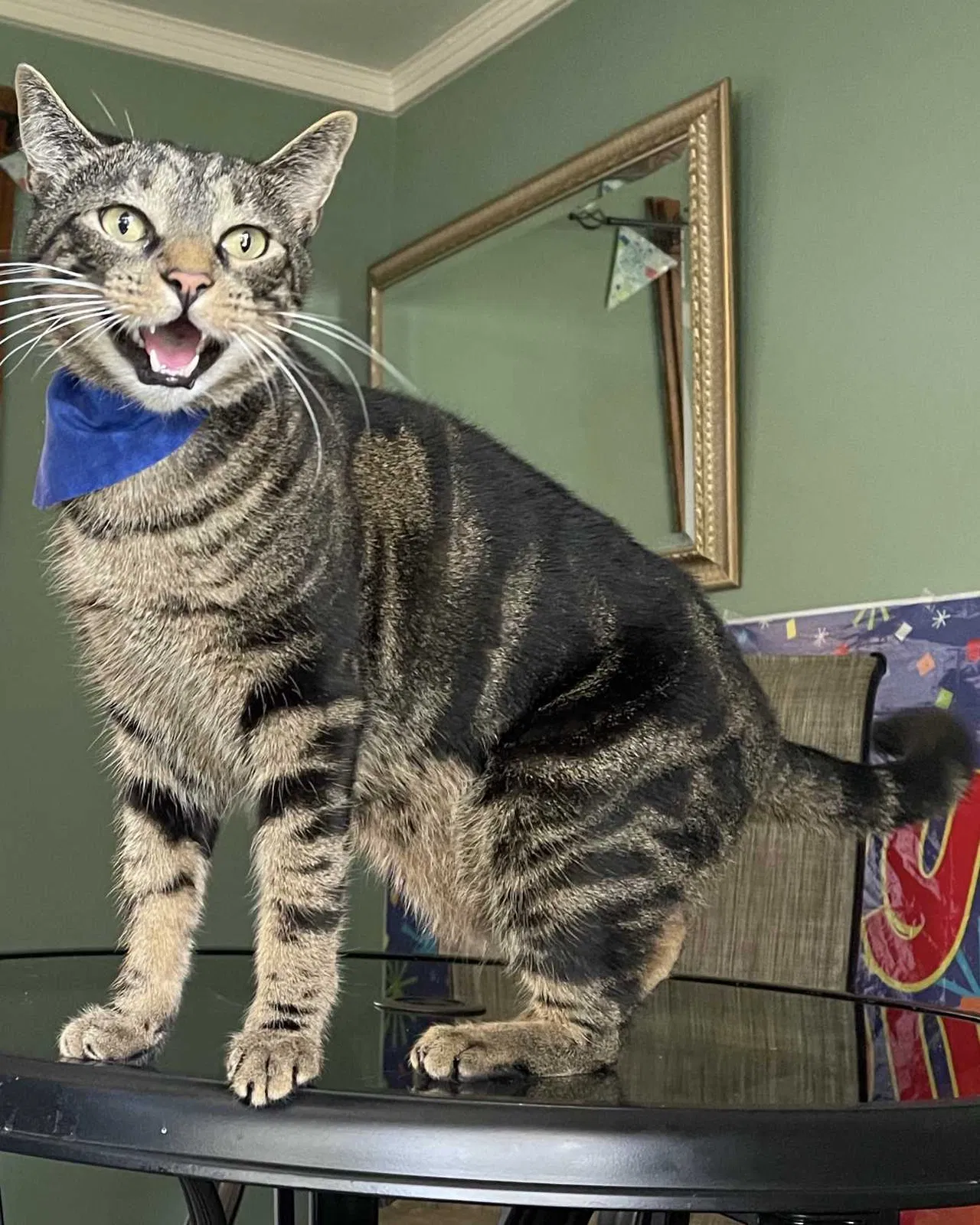 Lost cat in Golden, CO, 80401