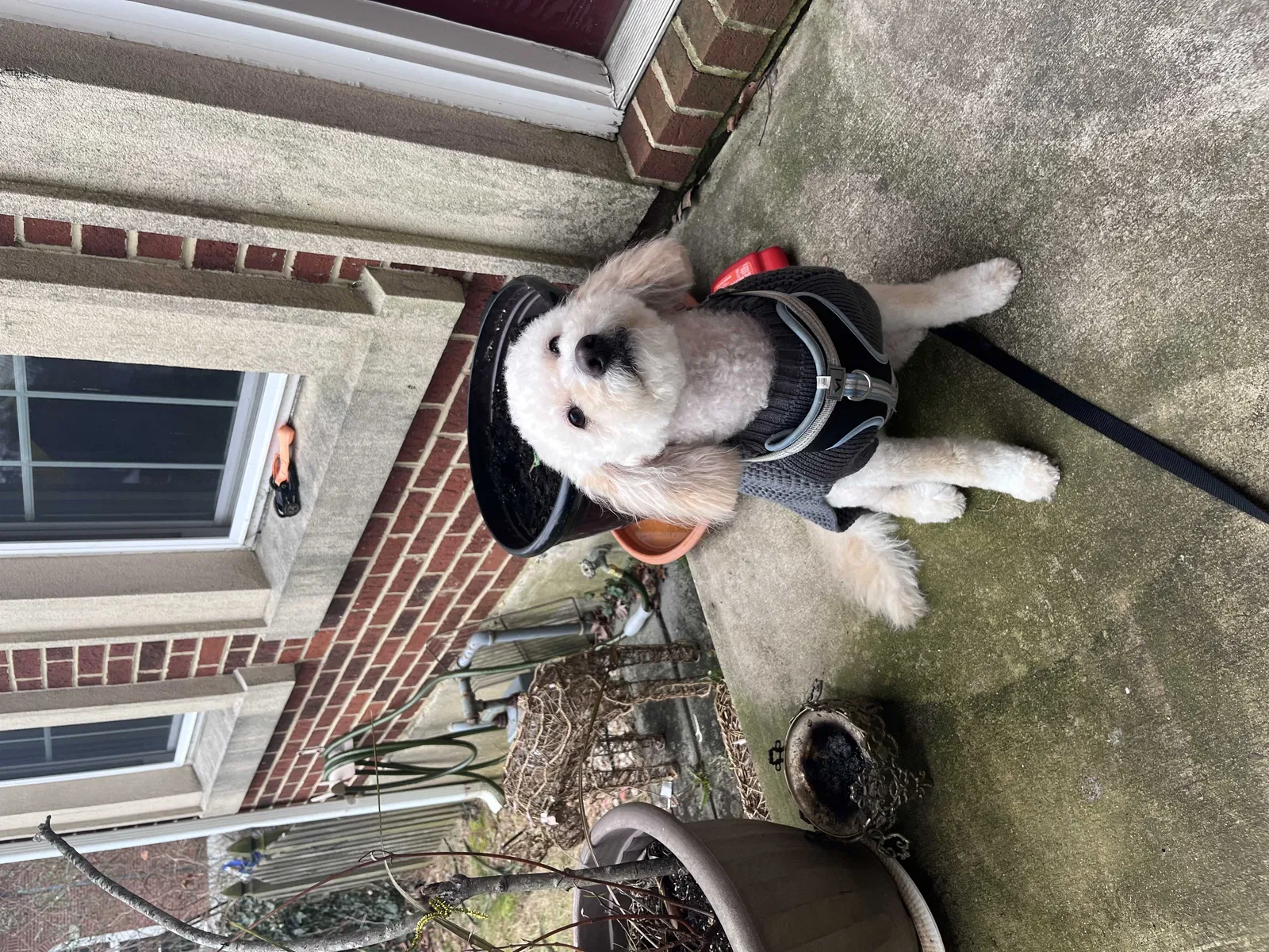 Lost dog in Falls Church, VA, 22042