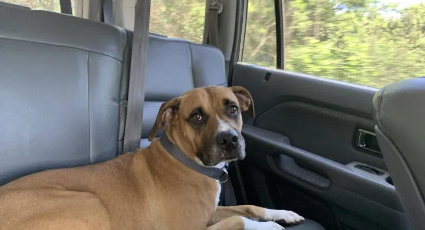 Lost dog in Little Elm, TX, 75068