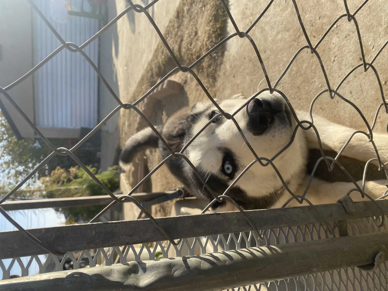 Lost dog in Bakersfield, CA, 93304