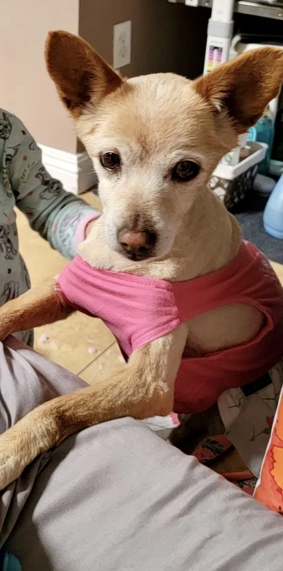 Lost dog in Moreno Valley, CA, 92553