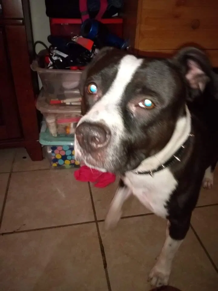 Lost dog in Bakersfield, CA, 93304