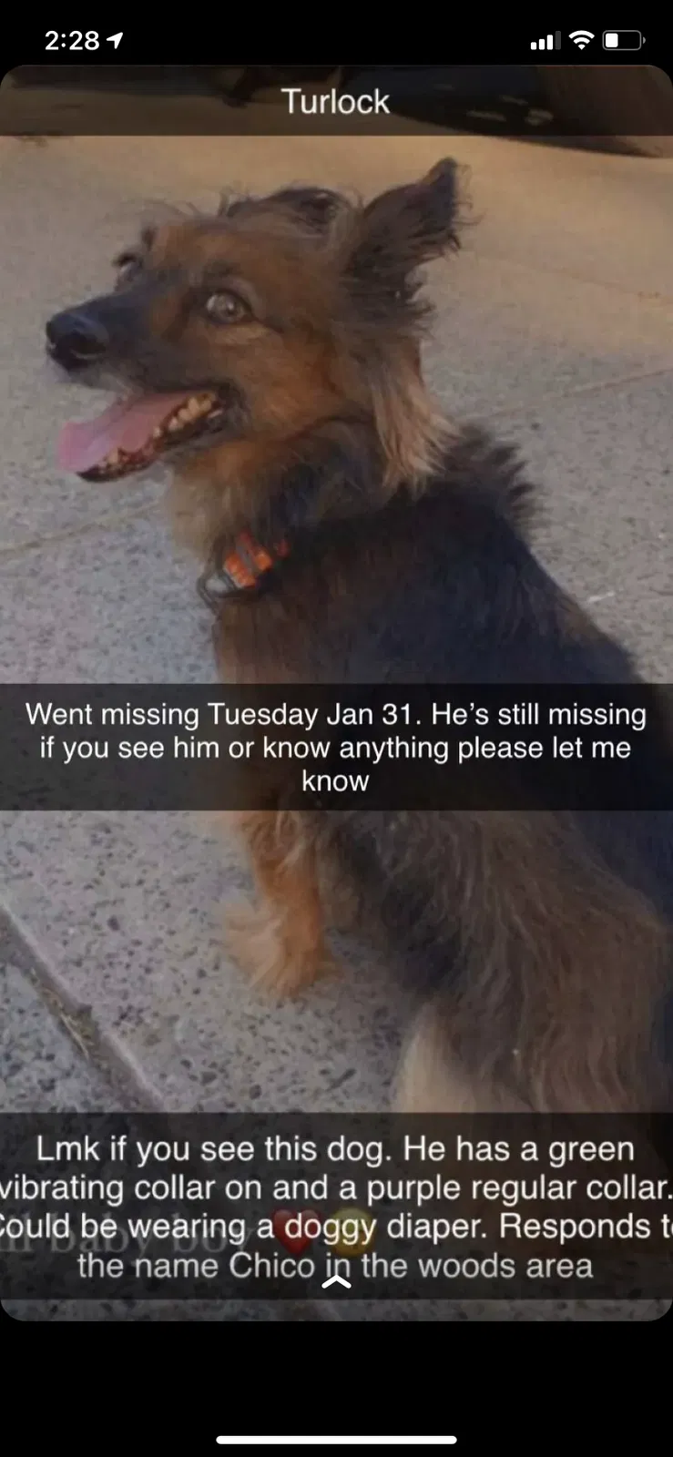 Lost dog in Turlock, CA, 95380