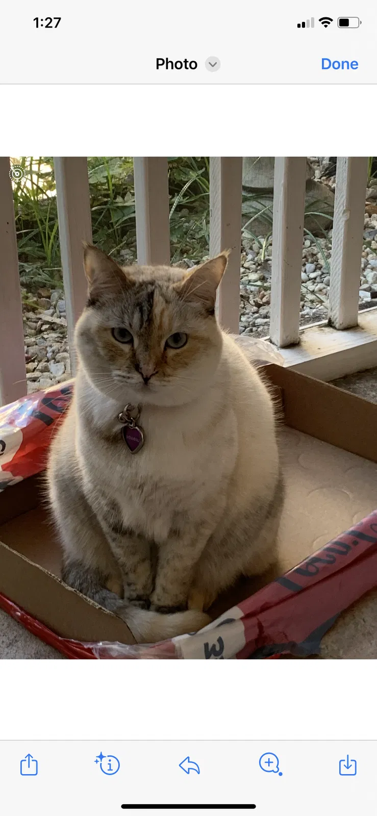 Lost cat in Metairie, LA, 70002