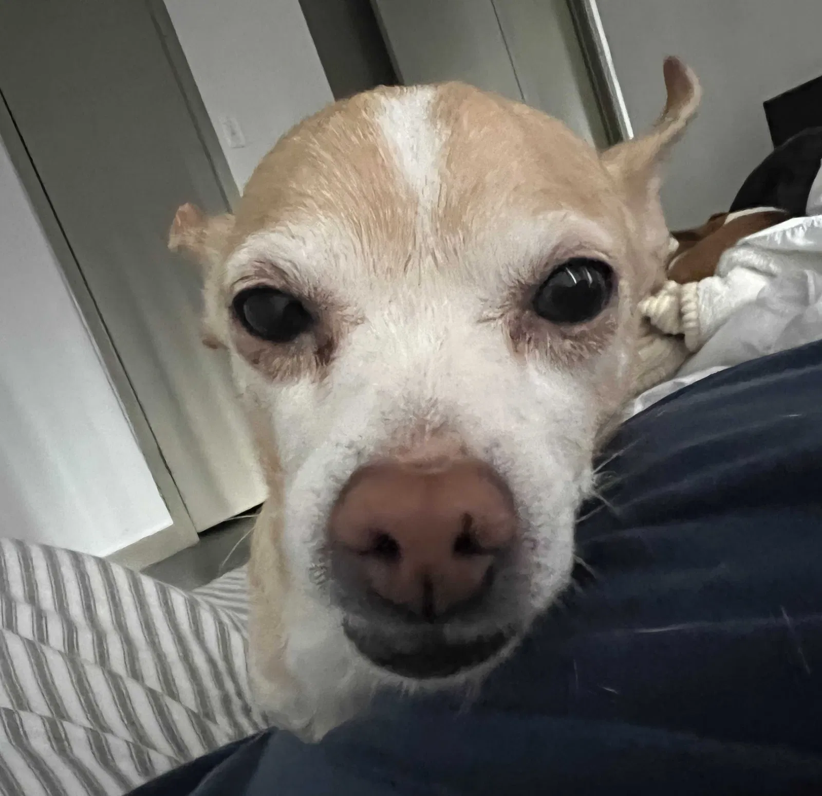 Lost dog in Dallas, TX, 75243