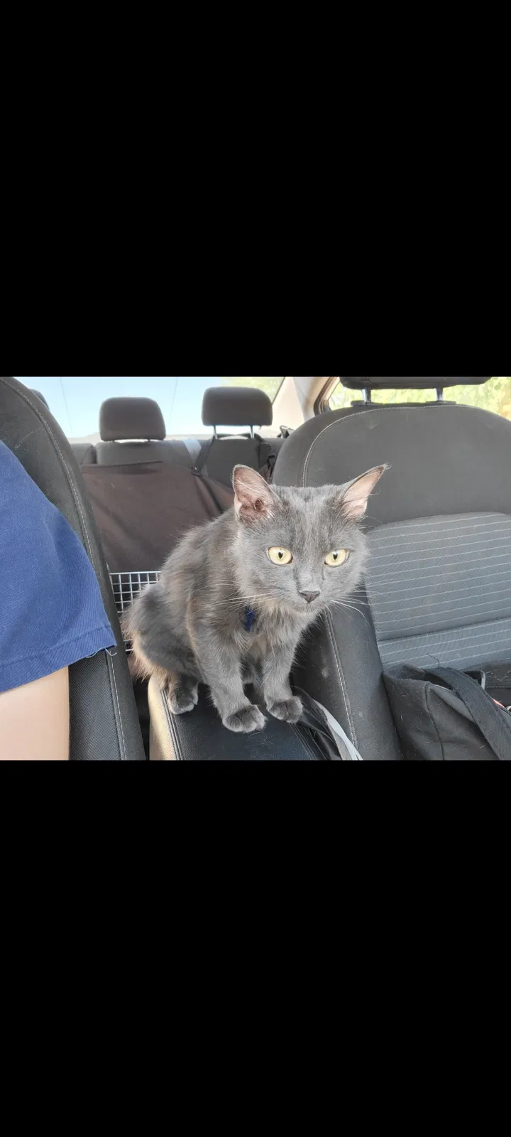 Lost cat in Phoenix, AZ, 85022
