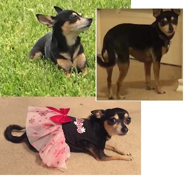 Lost dog in Houston, TX, 77095