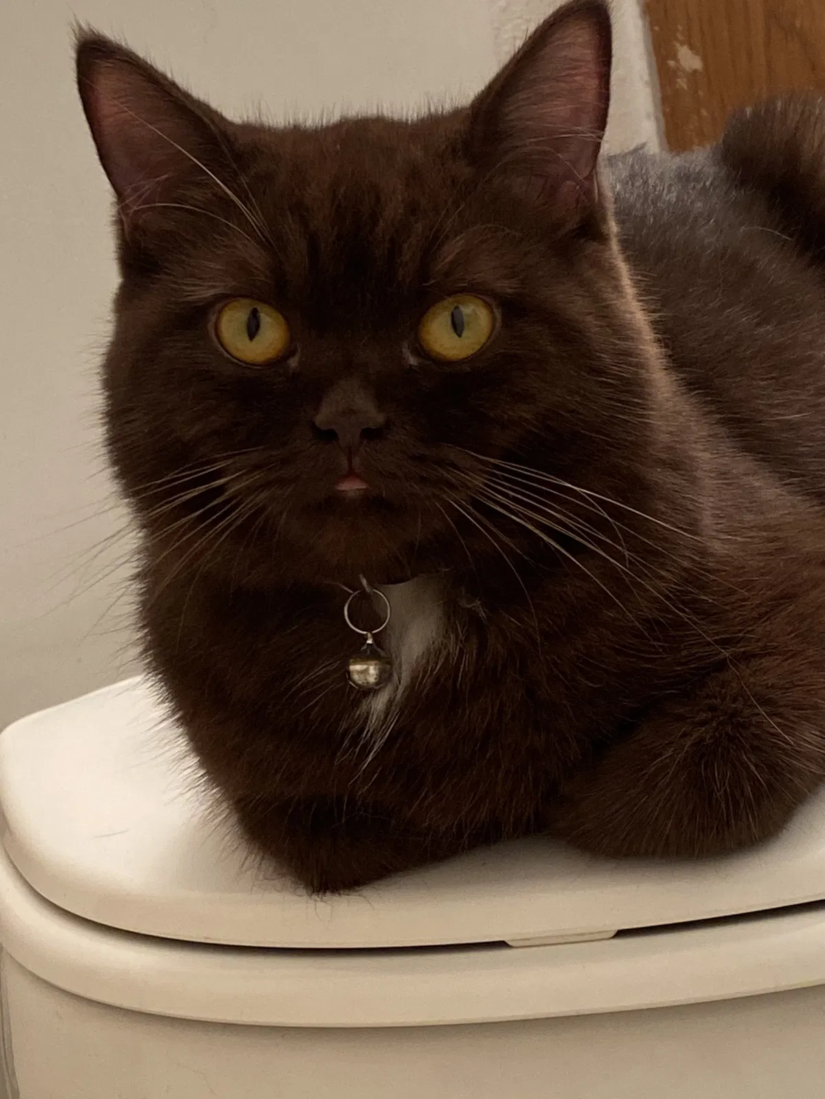 Lost cat in Phoenix, AZ, 85008