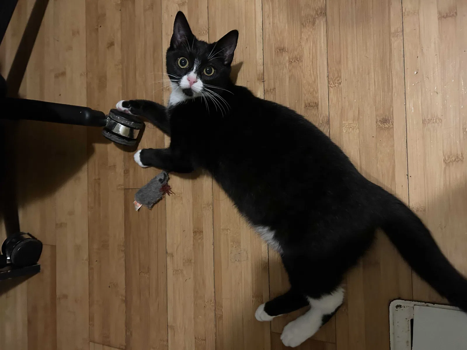 Lost cat in San Francisco, CA, 94112