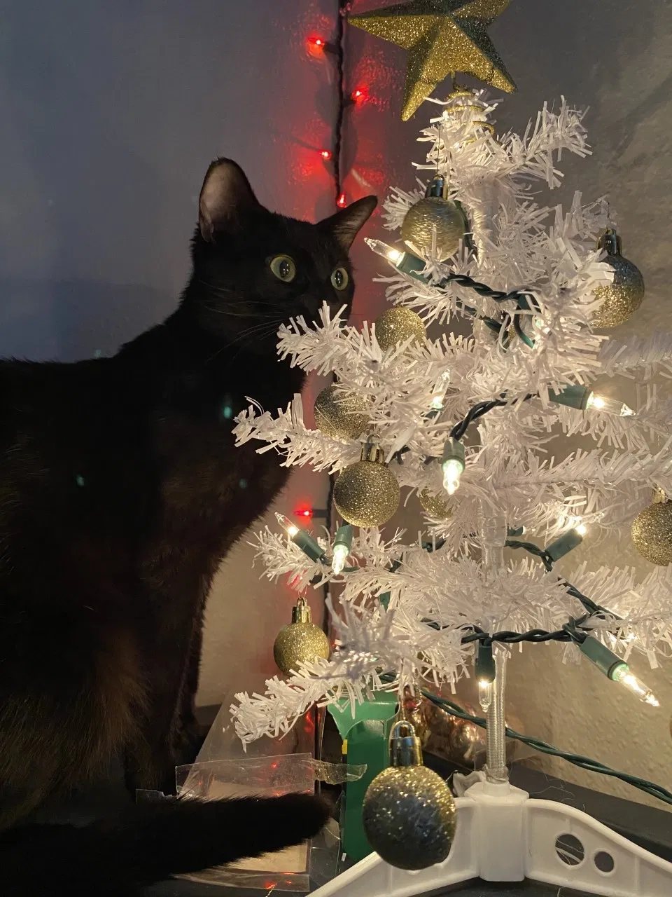 Lost cat in Austin, TX, 78723