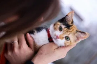 Lost cat in Clarksville, OH, 45113