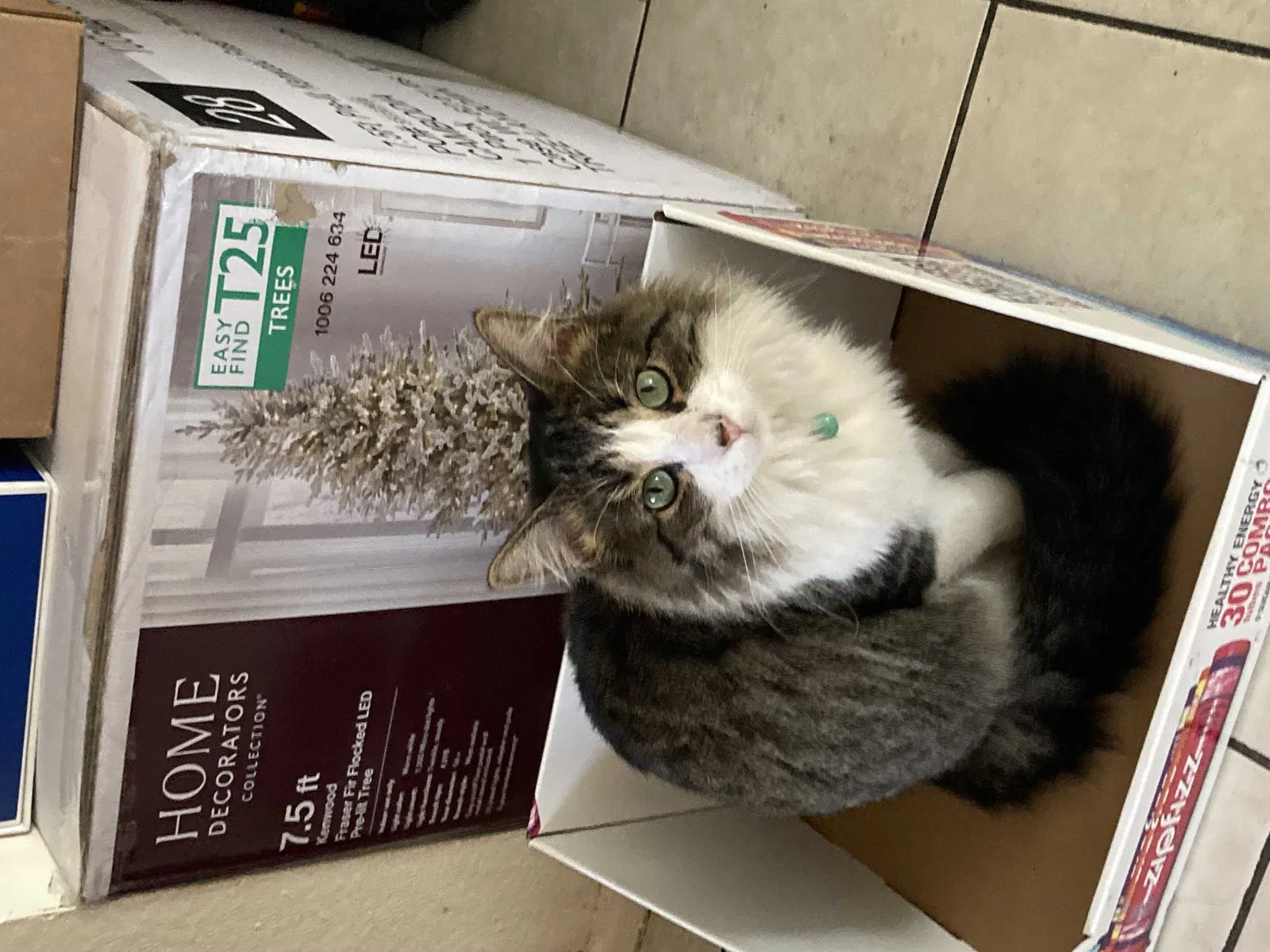 Lost cat in Buena Park, CA, 90621