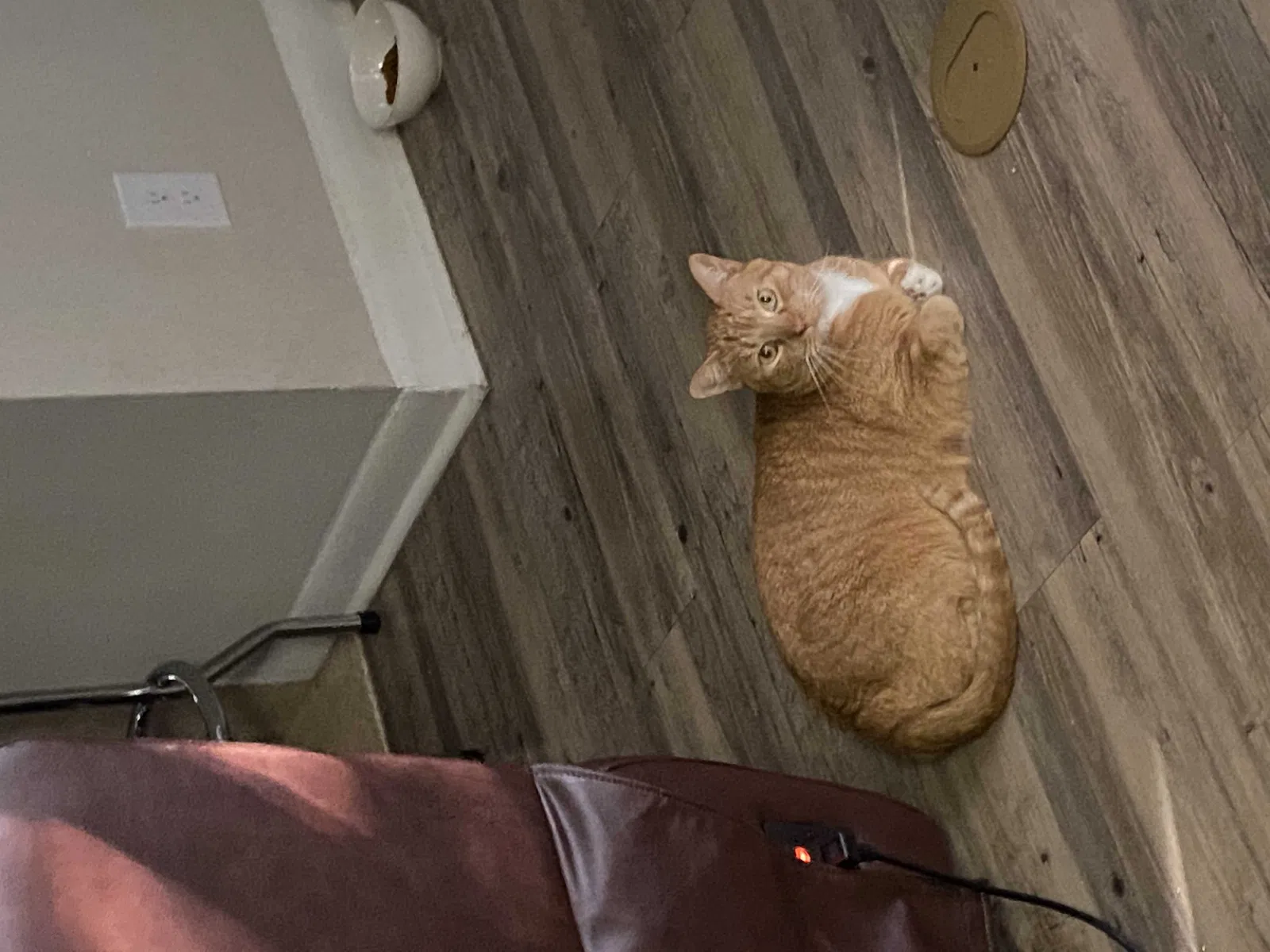 Lost cat in Charlotte, NC, 28216