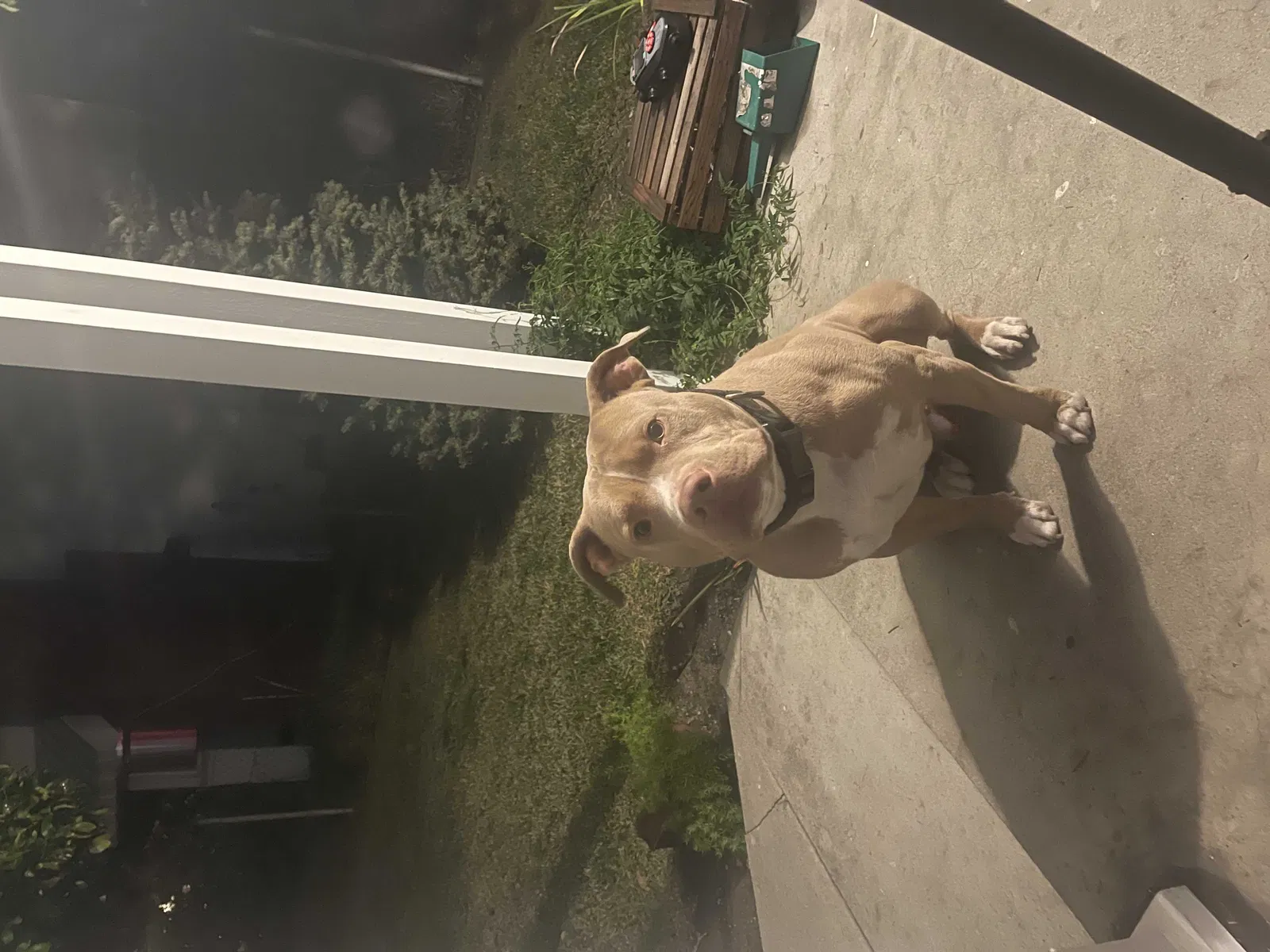 Lost dog in Los Angeles, CA, 90042
