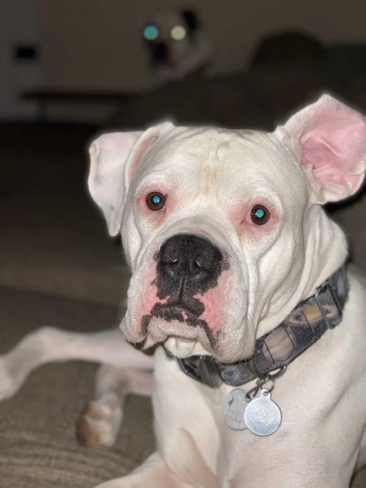 Lost dog in San Antonio, TX, 78230